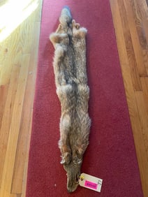 NEW, XX Large, soft tanned DARK COYOTE furs/hides/skins, Great fur.