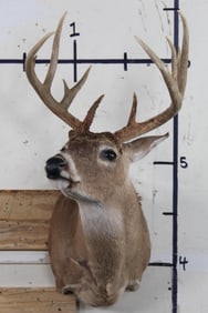 10-Point WHITETAIL DEER Shoulder Mount