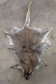 Wallaby Hide. Hunted in Tasmania. Approx. 4' From Nose to Tail
