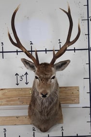 RED STAG Shoulder Mount