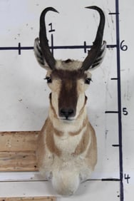 Nice PRONGHORN Shoulder Mount
