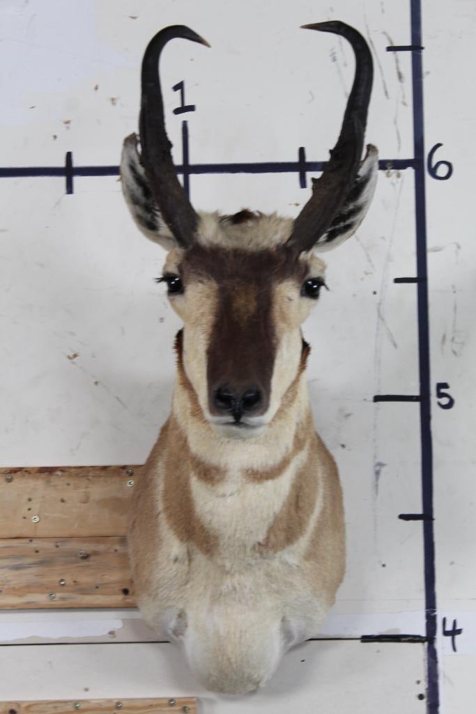 Nice PRONGHORN Shoulder Mount (1 of 10)