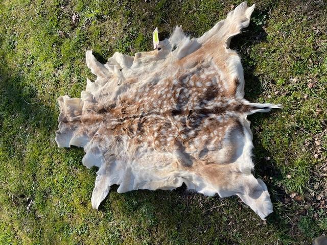 NEW Beautiful FALLOW DEER Hide. Soft and Tanned (1 of 3)