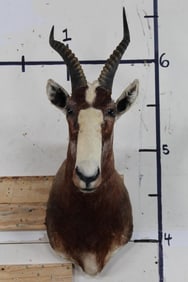 BLESBOK Shoulder Mount