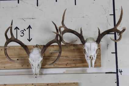 2 WHITETAIL DEER BUCK Skulls with Wall Hangers. 8-Point and 10-Point