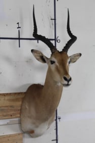 Impala Shoulder Mount