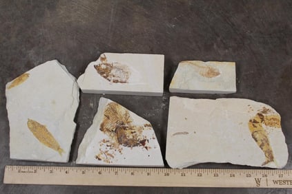 5 Fish Fossil Plate Fragments Bundle. Total Weight: 1lb 1oz.