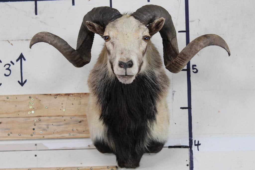 CORSICAN RAM SHEEP Shoulder Mount (1 of 11)