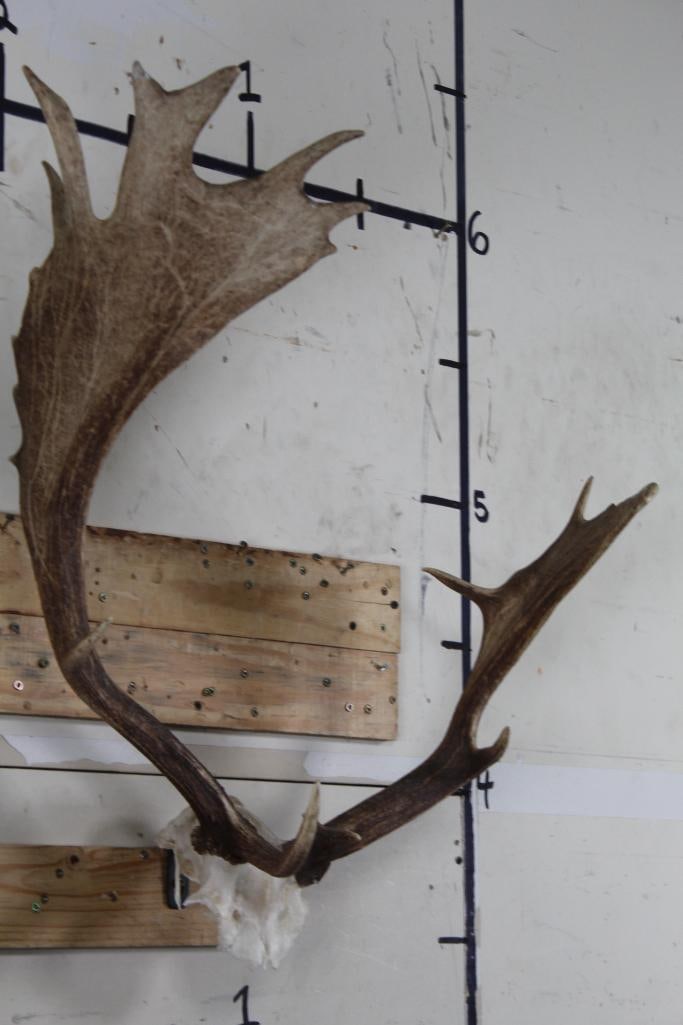 Big FALLOW DEER Antler Rack on Skull Cap, Right side dominant, with Wall Hanger (1 of 7)