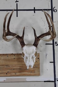 10-Point WHITETAIL DEER Skull on Custom Wall Hanger. 15.75"Spread. Complete Teeth