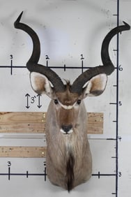 BIG KUDU Shoulder Mount