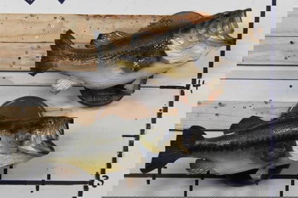 2 Nice REAL SKIN BASS on Wooden Plaques.