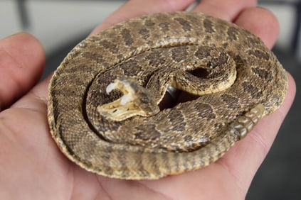 New Life-sized Coiled Baby RATTLESNAKE Showing its Fangs