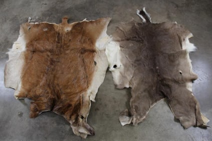 2 DEER HIDES/PELTS