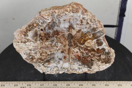 Polished Petrified or Agatized Wood Slab Slice from Madagascar. 7.75"Lx5.75"Wx.6"Thick. Weight: 1lb