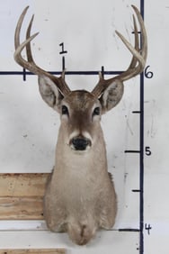 Older 9-Point WHITETAIL DEER Shoulder Mount with a 17.5" Spread