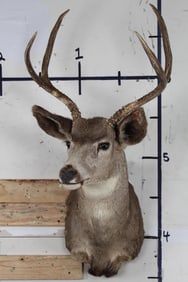 MULE DEER Shoulder Mount