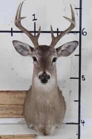 8-Point WHITETAIL BUCK Shoulder Mount