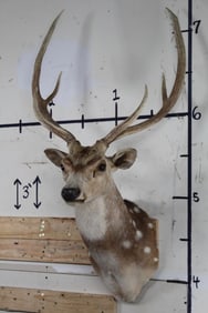 AXIS DEER Shoulder Mount