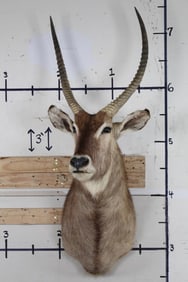 WATERBUCK Shoulder Mount