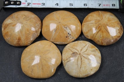 5 Beautifully Polished Sea Urchin/Sand Dollar FOSSILS from Madagascar. Weight: 1lb 6oz