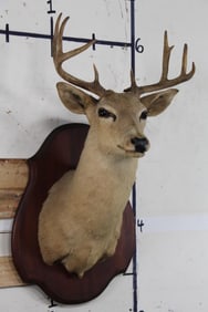 10-Point WHITETAIL DEER Shoulder Mount on Decorative Plaque
