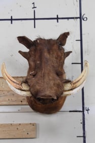 WARTHOG Shoulder Mount with Big and Heavy Tusks