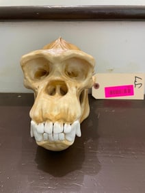 Very NICE, Reproduction CHIMPANZEE Skull