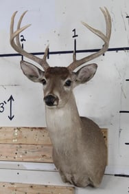 8-Point WHITETAIL DEER BUCK with a 17.5" Spread