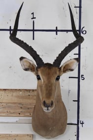 Older IMPALA Shoulder Mount