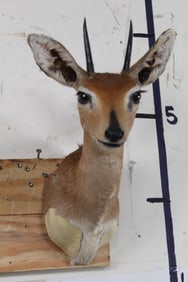 STEENBOK Shoulder Mount