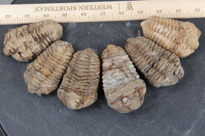 4 Trilobite "Diacalymene" FOSSILS from Morocco & Devonian Era. Total Weight: 1lb 80z