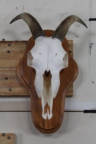 GOAT Skull on Nice Wooden Plaque. Complete set of Teeth