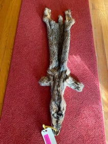 Very Nice NEW tanned BOBCAT Hide - fur - skin, 34" Long from nose to tip of tail