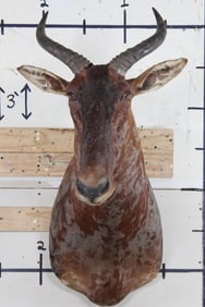 TSESSEBE Shoulder Mount