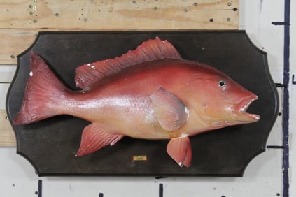Older Reproduction RED SNAPPER on Wooden Plaque. Fish is Approx. 23"Long