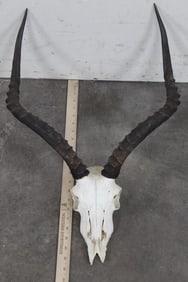 IMPALA Skull Cut Flat on the back for Euro Mount