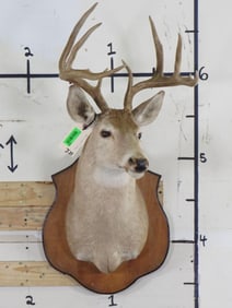 Older 8-Point WHITETAIL DEER Shoulder Mount on Wooden Plaque