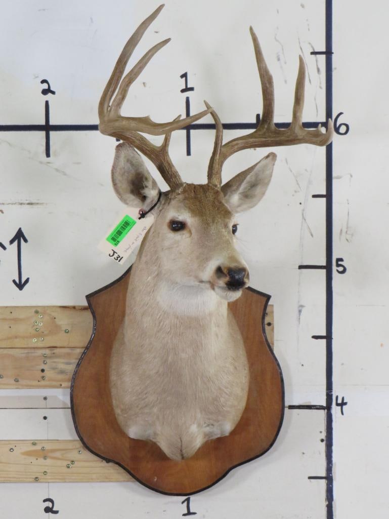Older 8-Point WHITETAIL DEER Shoulder Mount on Wooden Plaque (1 of 11)