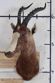 BLESBOK Shoulder Mount