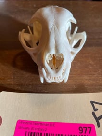 XL BOBCAT Skull with ALL its Teeth, Excellent Condition