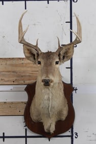 Old 8-Point WHITETAIL DEER Shoulder Mount on Wooden Plaque