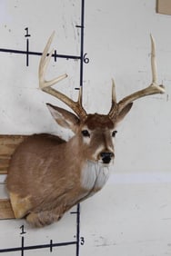 7-Point WHITETAIL Shoulder Mount