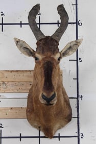 RED HARTEBEEST Shoulder Mount