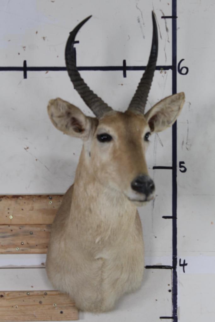 REEDBUCK Shoulder Mount (1 of 11)