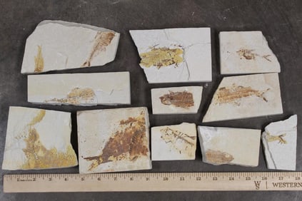 5lbs 5oz of FISH FOSSIL Plate Specimen Fragments from Morocco