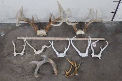 ANTLER LOT all for One Price