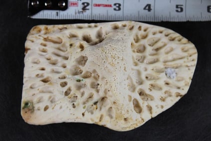 Giant CROCODILE Scute Taken off the back of an 18'2" Croc