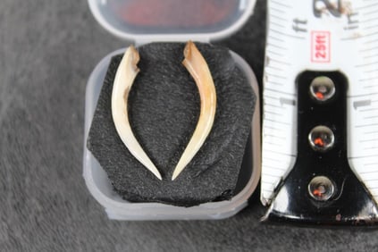 GABOON VIPER Fang Set