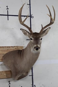 7-Point WHITETAIL DEER Wall Pedestal with a 15.75" Spread
